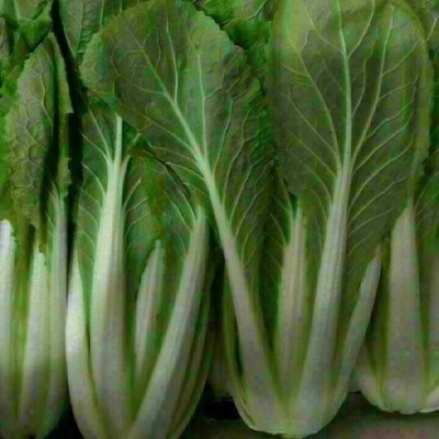 싱싱한 알뜰농장 얼갈이배추, 꿀팁 대방출! 🥬