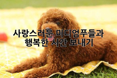 사랑스러운 미디엄푸들과 행복한 시간 보내기